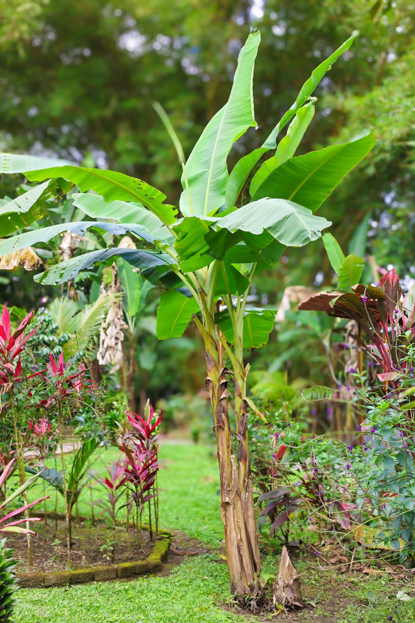 Lush tropical nature