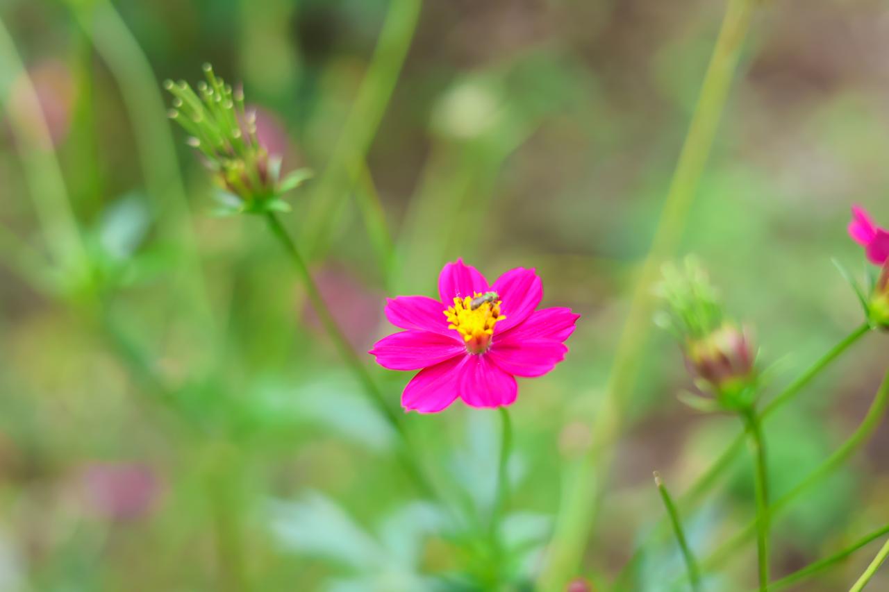 Pink tropical flower