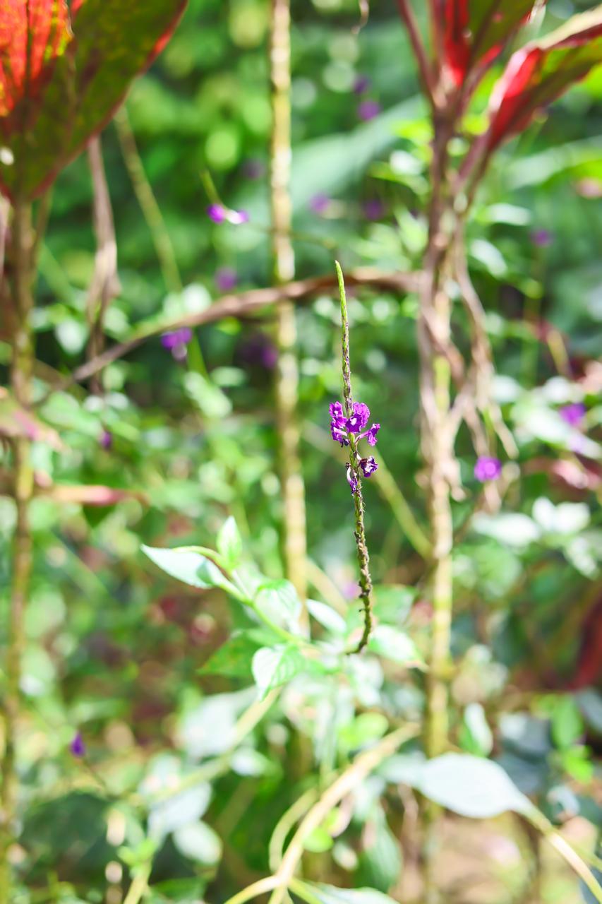 Purple tropical flower