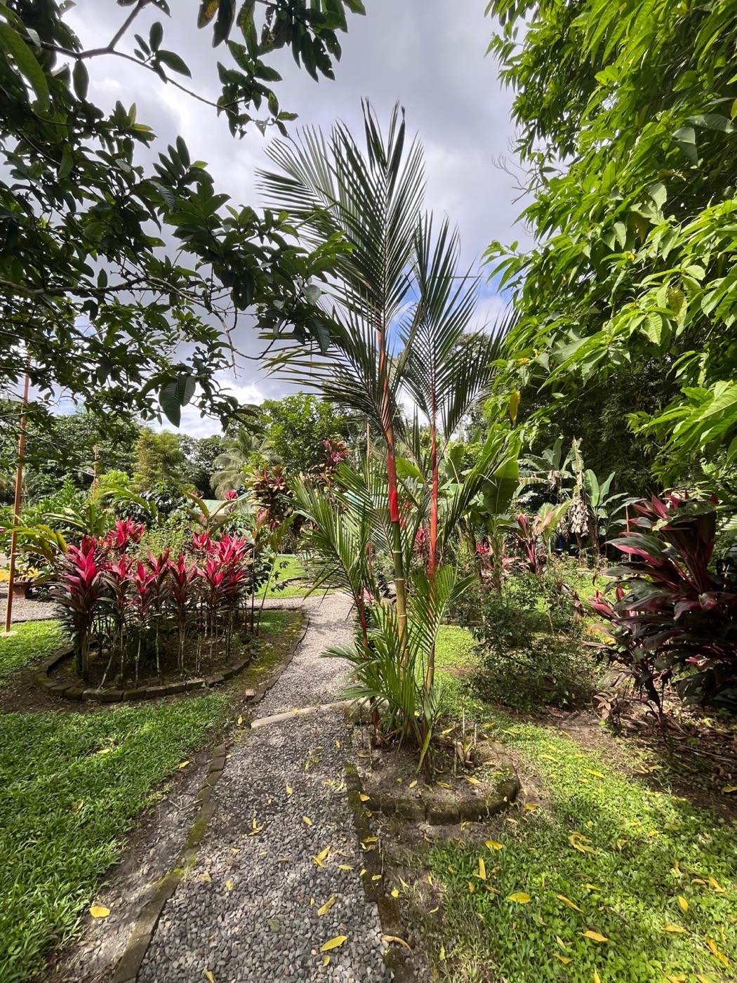 Garden path through tropical foliage at Hotel Confort Arenal