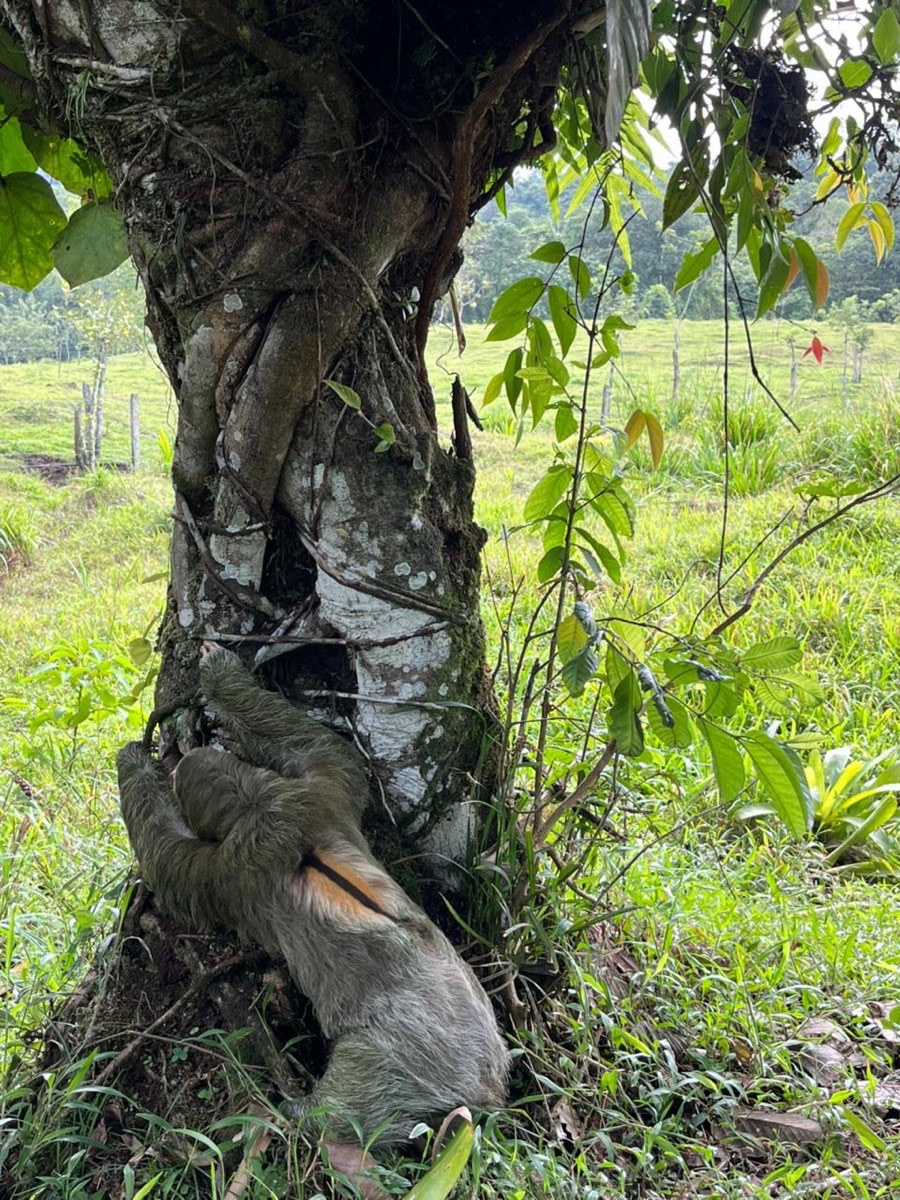 Sloth resting in a tree at Hotel Confort Arenal